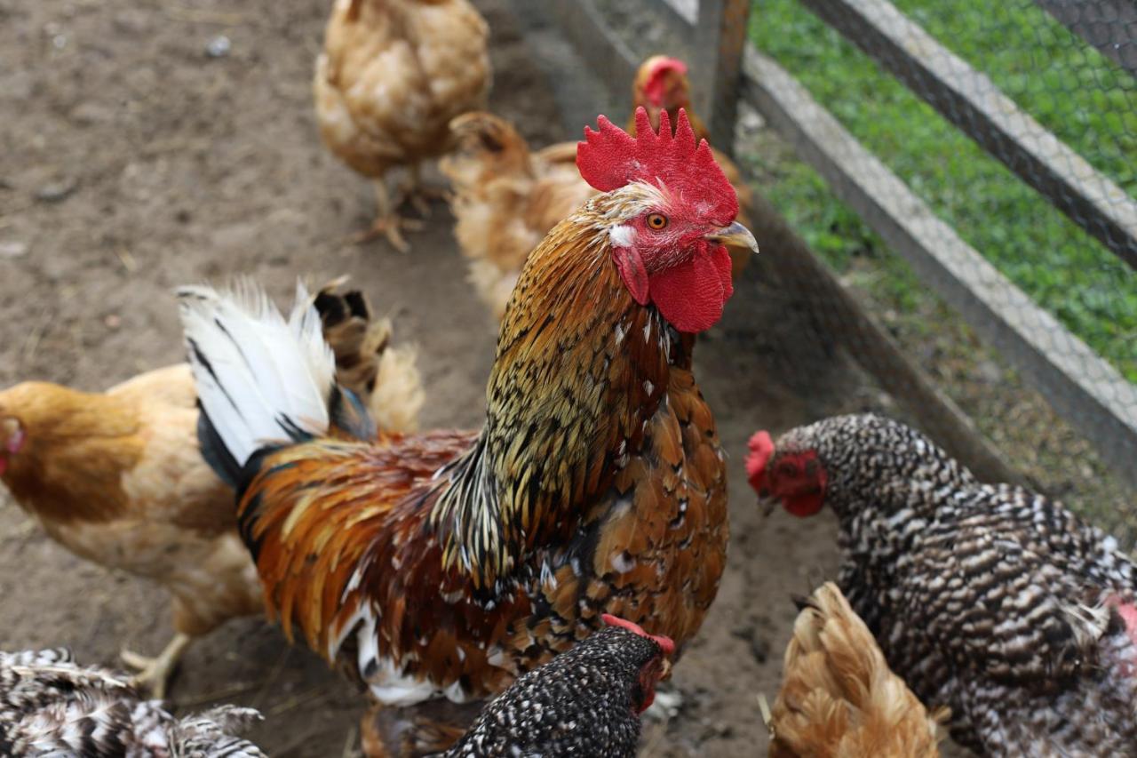 Penzion Javorina Čičmany Exteriér fotografie