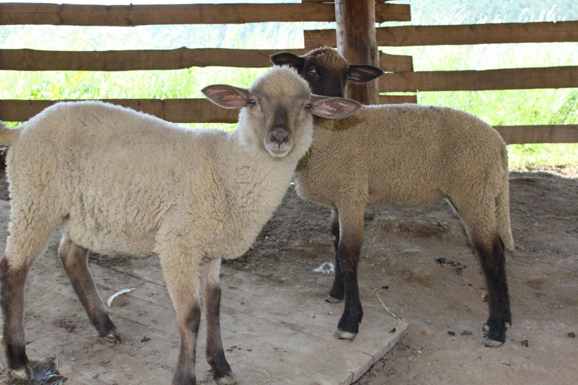 Penzion Javorina Čičmany Exteriér fotografie
