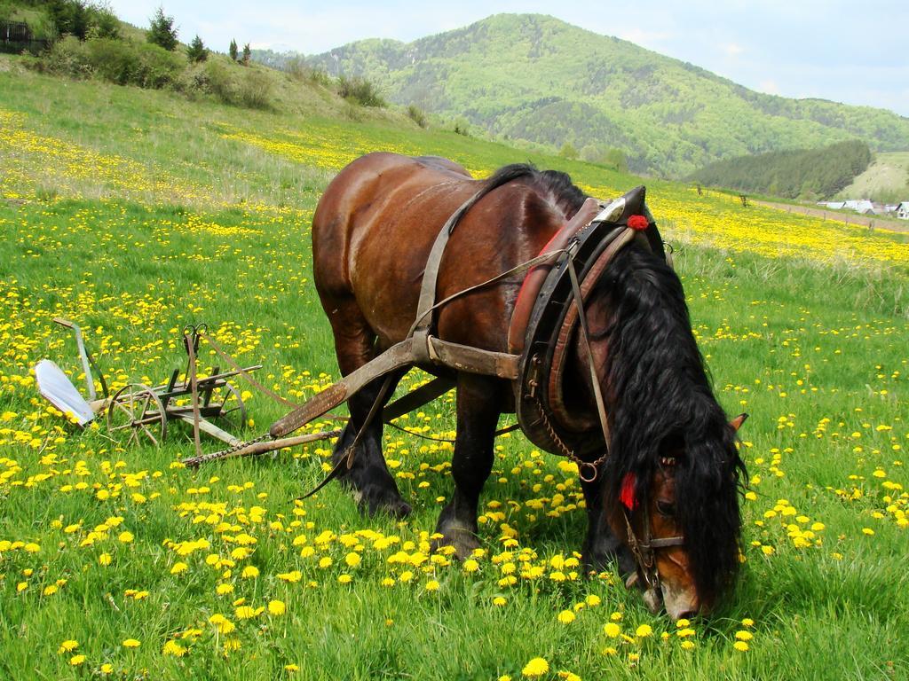 Penzion Javorina Čičmany Exteriér fotografie